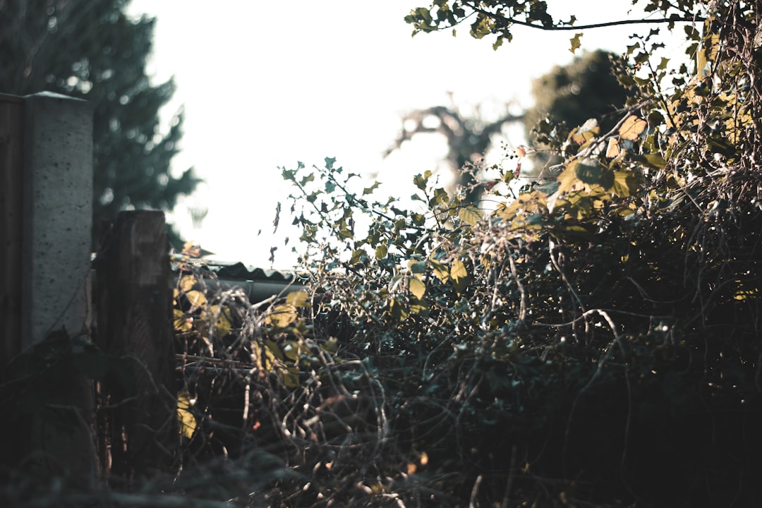 a cemetery with a cross in the middle of it