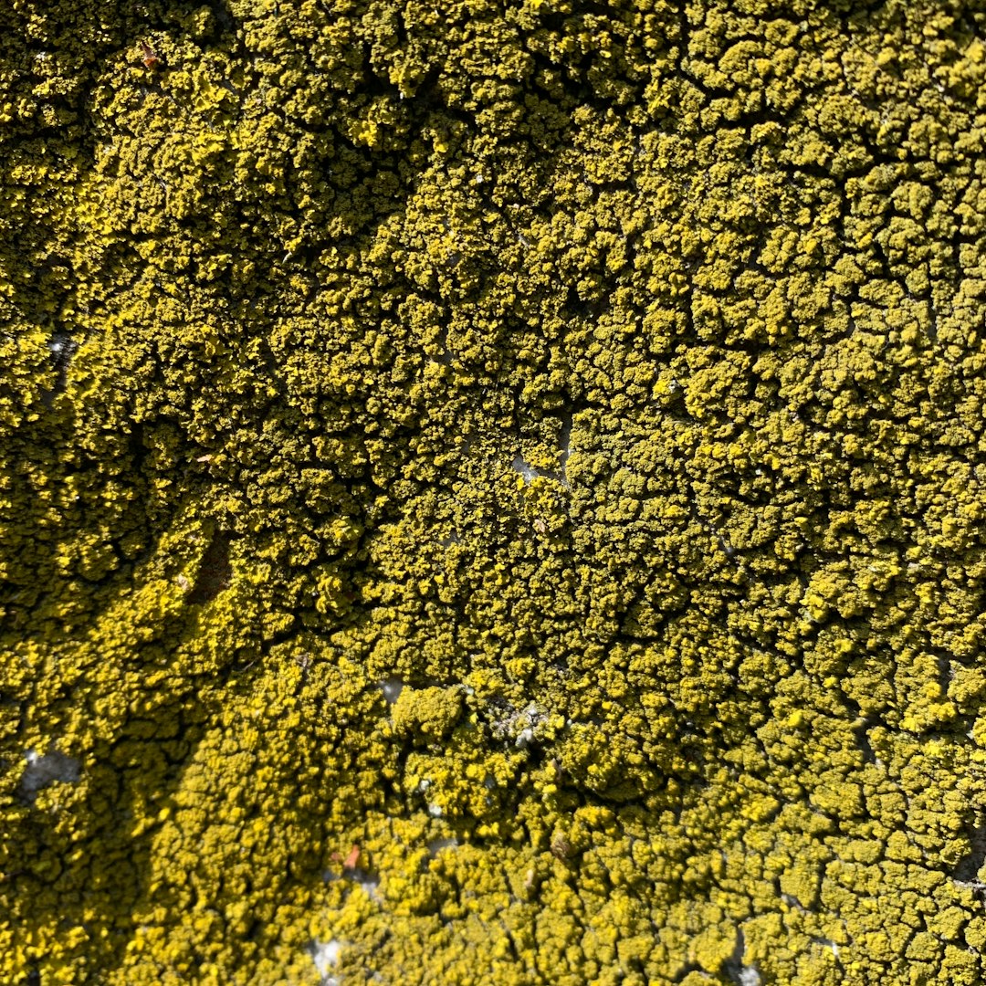a close up view of a yellow substance
